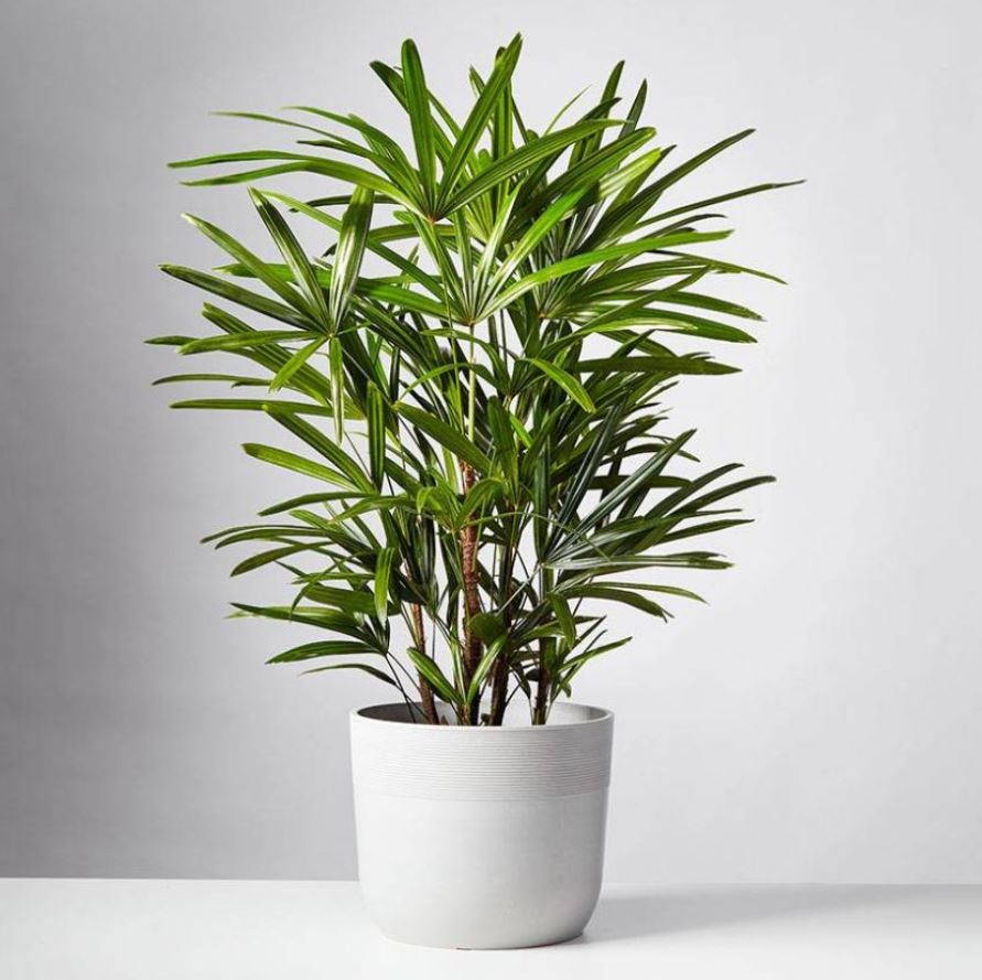 Công dụng của cây Trúc Mây